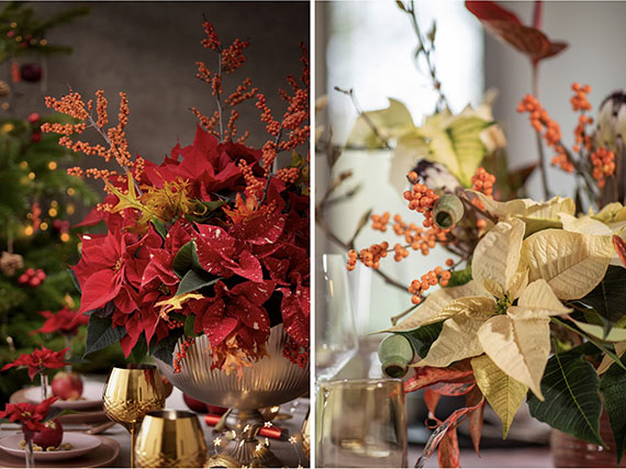 En los centros de Navidad la estrella es la poinsettia